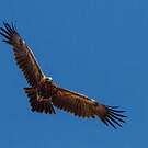 Aigle d'Australie