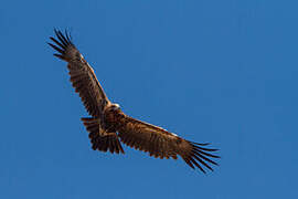 Wedge-tailed Eagle