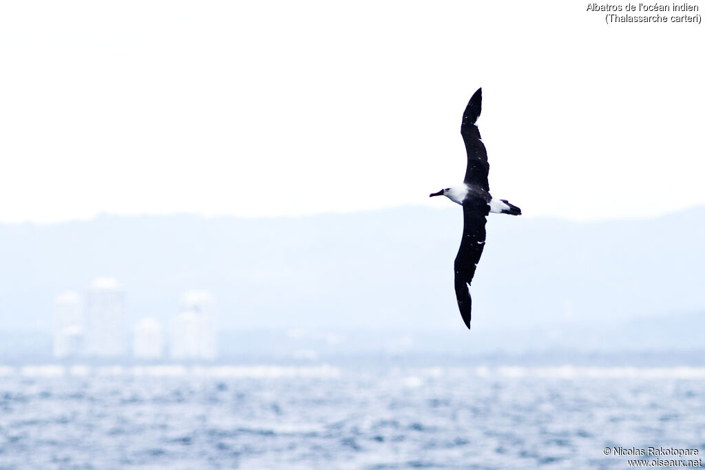 Indian Yellow-nosed Albatross