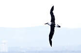 Albatros de l'océan indien