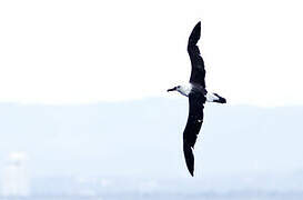 Indian Yellow-nosed Albatross