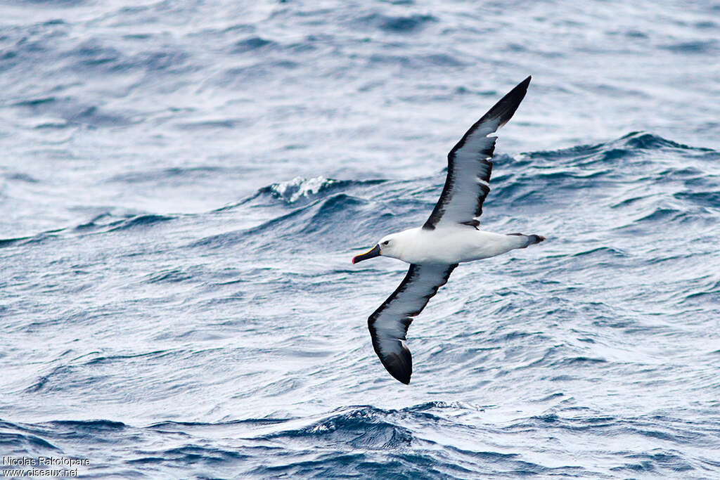 Albatros de l'océan indien