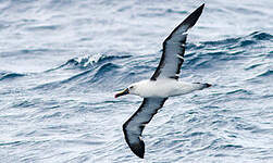 Albatros de l'océan indien