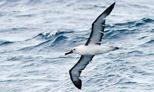 Indian Yellow-nosed Albatross