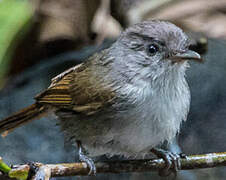 Brown Fulvetta