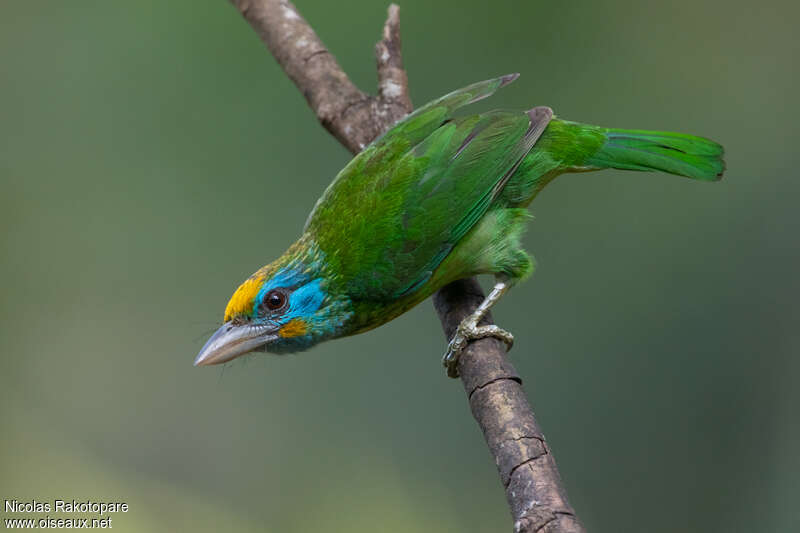 Yellow-fronted Barbetadult, identification