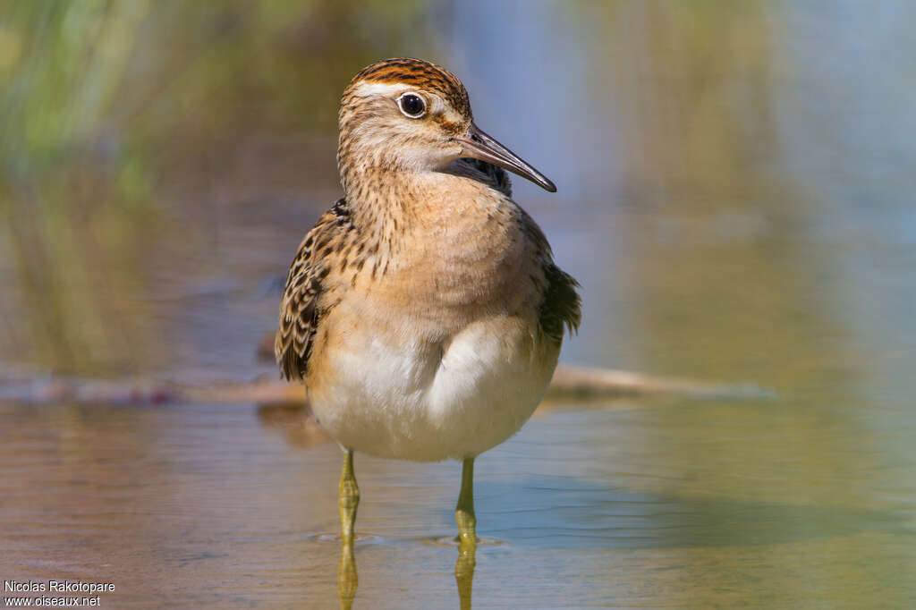 Sharp-tailed Sandpiperadult, close-up portrait