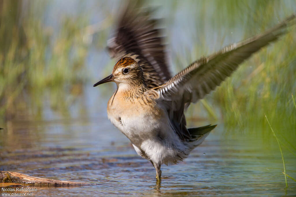 Sharp-tailed Sandpiperadult, Flight