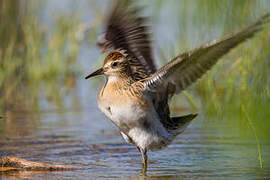 Sharp-tailed Sandpiper