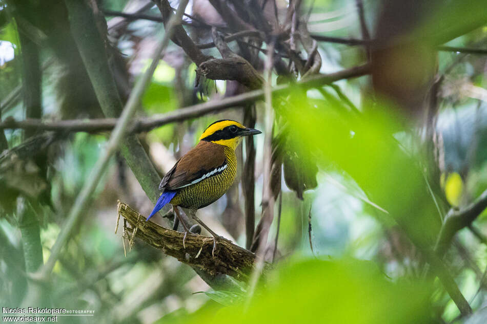 Bornean Banded Pittaadult, identification