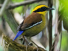 Bornean Banded Pitta