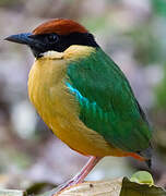 Noisy Pitta