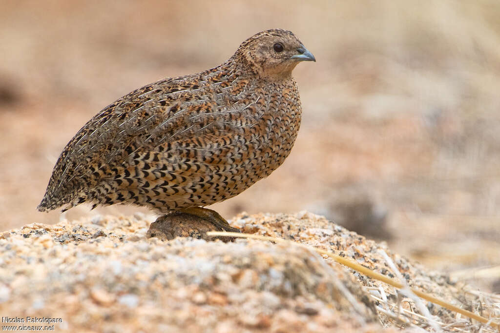 Brown Quailadult, identification