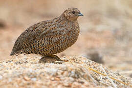 Brown Quail