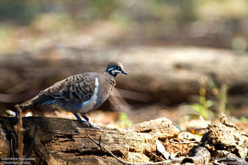 Squatter Pigeon