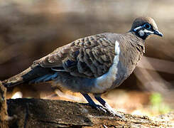 Squatter Pigeon