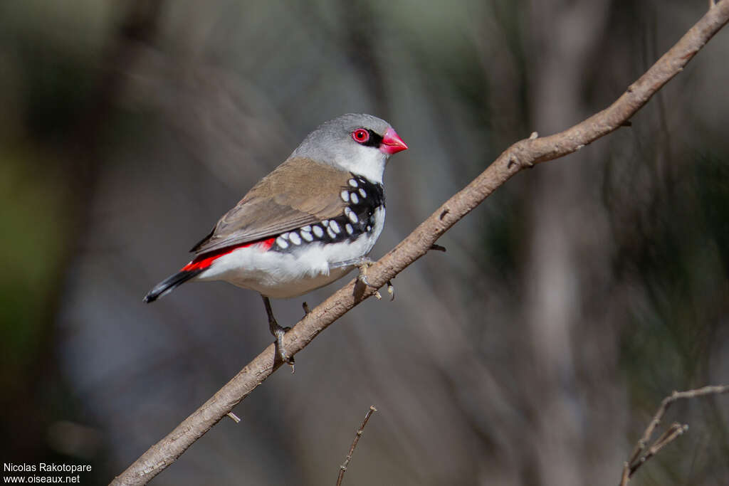 Diamond Firetailadult, identification