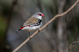 Diamond Firetail