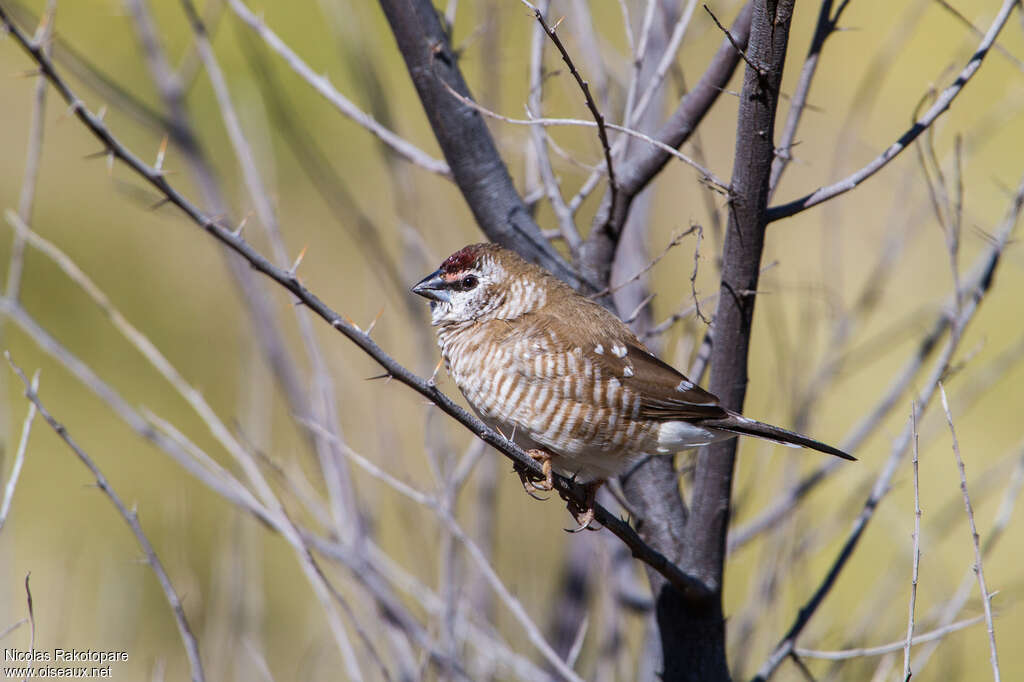 Plum-headed Finch female adult, identification