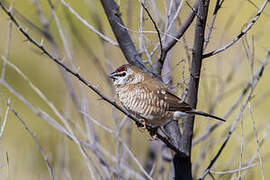 Plum-headed Finch