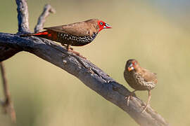 Painted Finch