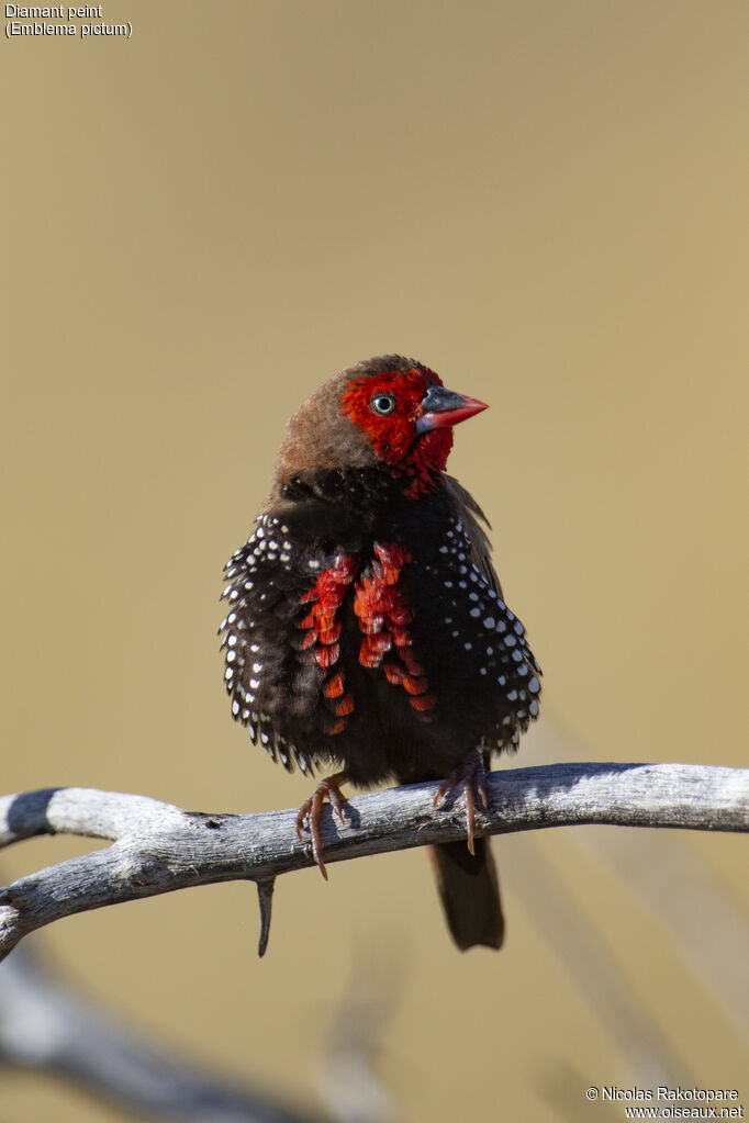 Painted Finch male adult