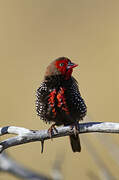 Painted Finch