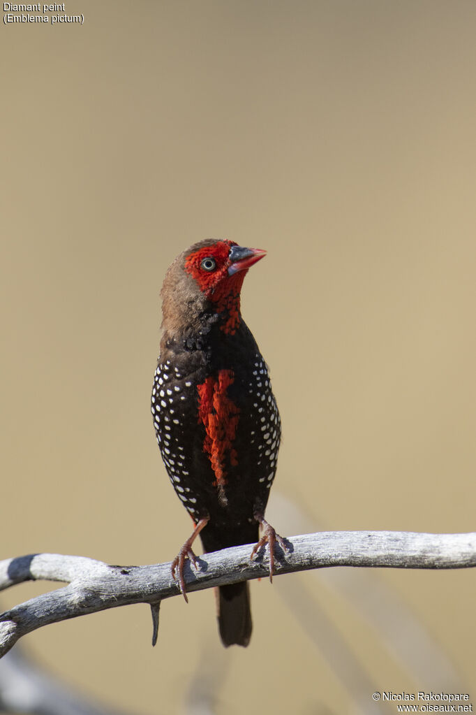 Painted Finch male adult