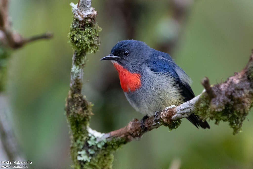 Black-sided Flowerpecker male