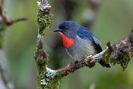 Black-sided Flowerpecker