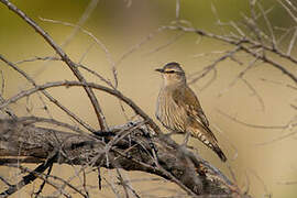 Brown Treecreeper