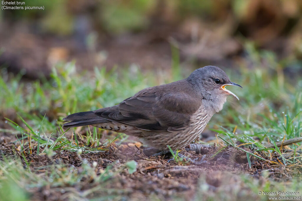 Échelet brunimmature