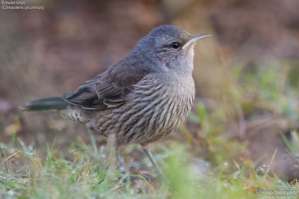 Brown Treecreeperjuvenile