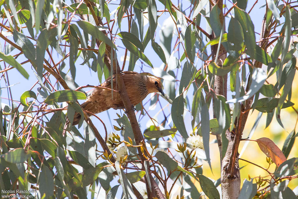 Rufous Treecreeper male