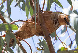 Rufous Treecreeper