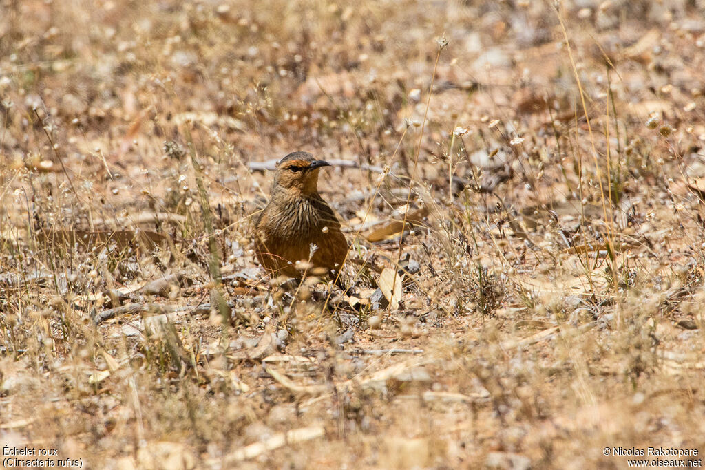 Rufous Treecreeper