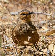 Rufous Treecreeper