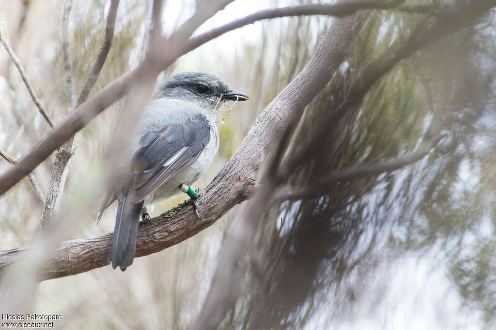 Reunion Cuckooshrike male adult, identification