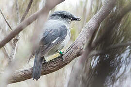 Reunion Cuckooshrike