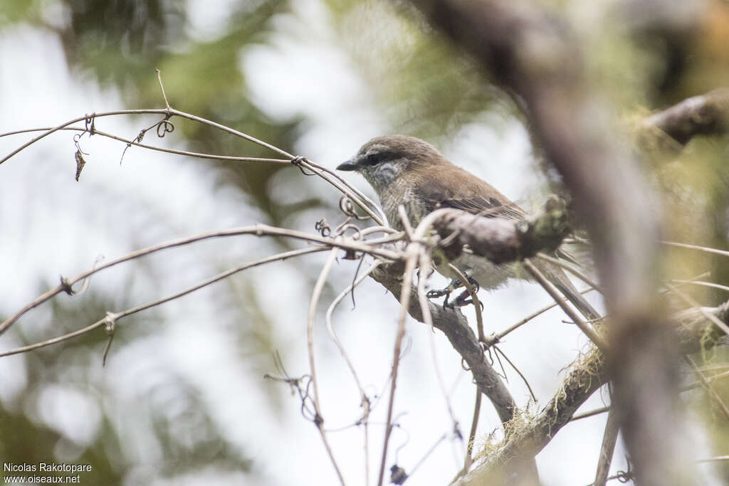 Reunion Cuckooshrike female adult, identification