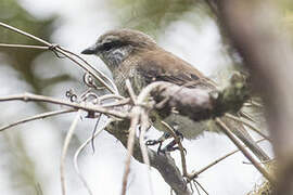 Reunion Cuckooshrike