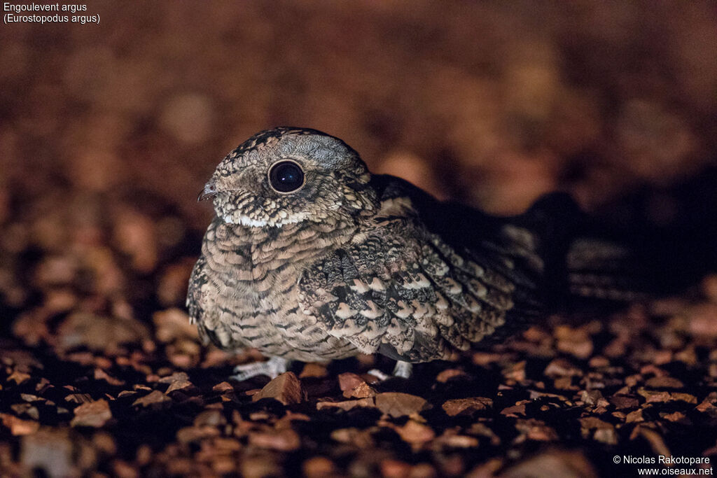 Spotted Nightjar