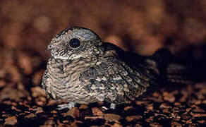 Spotted Nightjar