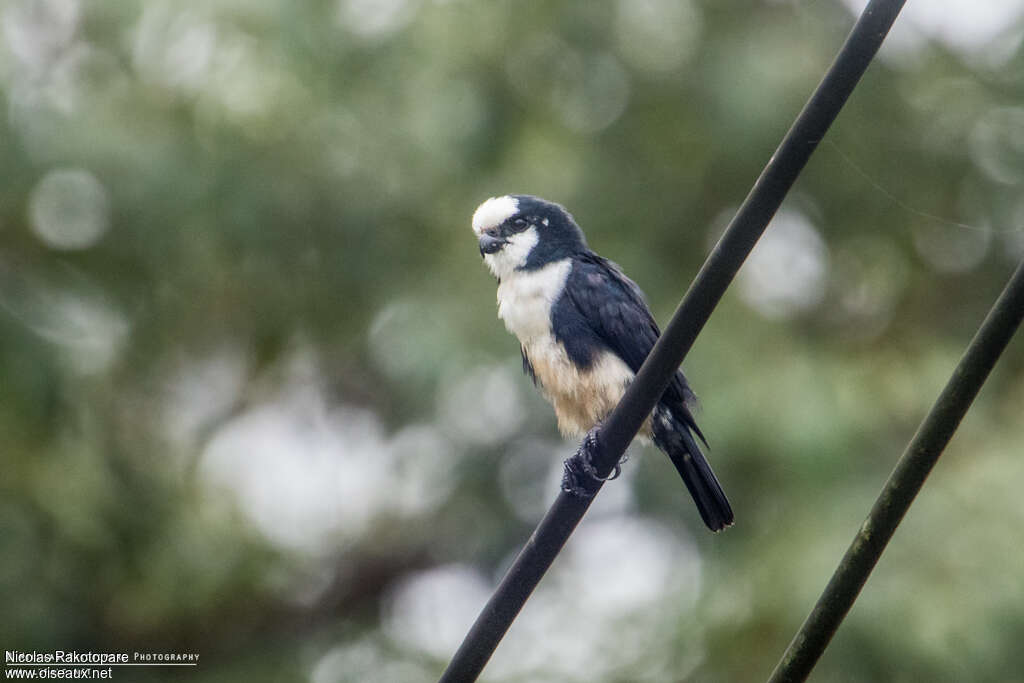 White-fronted Falconetadult, identification