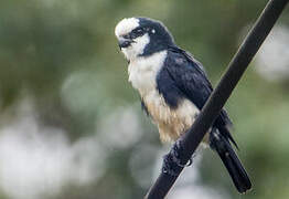 White-fronted Falconet