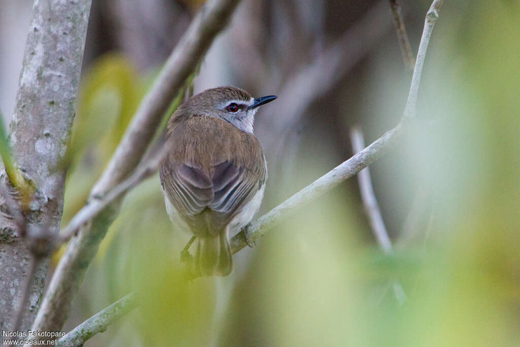 Mangrove Gerygoneadult