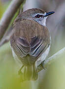 Mangrove Gerygone