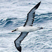 Albatros de l'océan indien