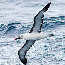 Albatros de l'océan indien