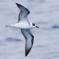 White-necked Petrel